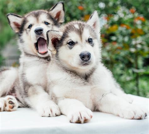 Cutest Husky Puppies In The World