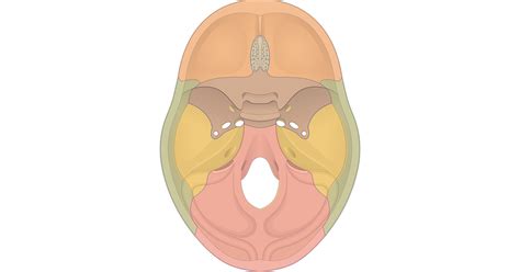 Floor Of The Cranial Labeled Diagram