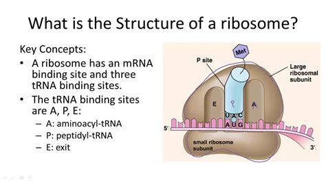 The Structure Of Ribosomes Youtube