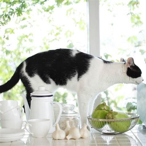 Nutritional information of pineapples for cats | petmoo. Are Exotic Fruits Safe for Cats? - Catster