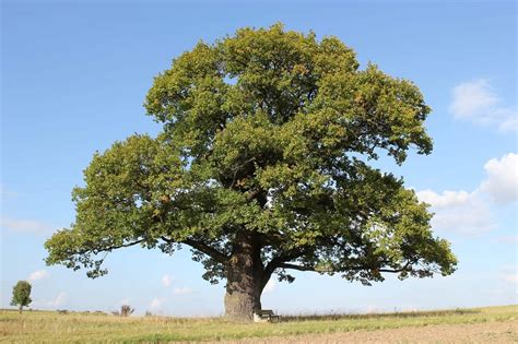 20 Different Types Of Hardwood Trees Progardentips
