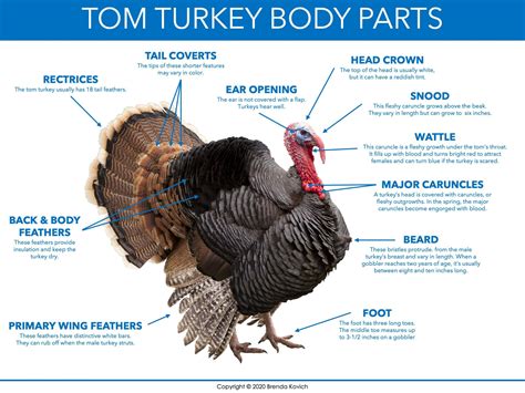 Parts Of A Turkey Diagram Enjoy Teaching With Brenda Kovich