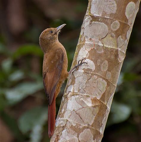 Birds Of The World Woodcreepers Furnaridae