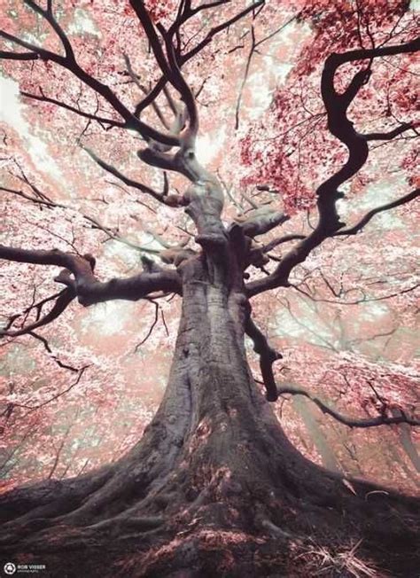 Beautiful Nature Imgur Tree Photography Landscape Photography Beauty Photography Amazing