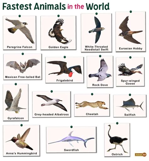 Fastest Animals In The World List And Facts With Pictures