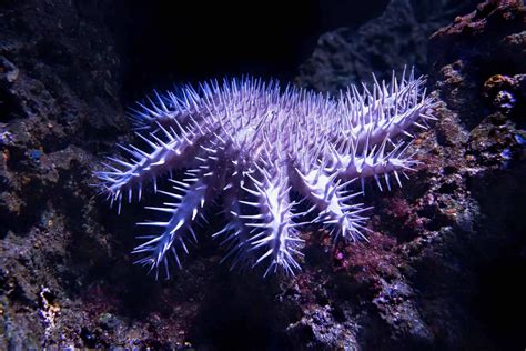 What Do Crown Of Thorns Starfish Eat Bubbly Diver