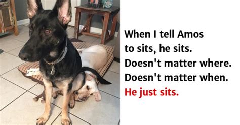 Memes have us wondering do these animal really think like that. 10+ Hilarious Animal Memes That Will Make Your Day So Much ...