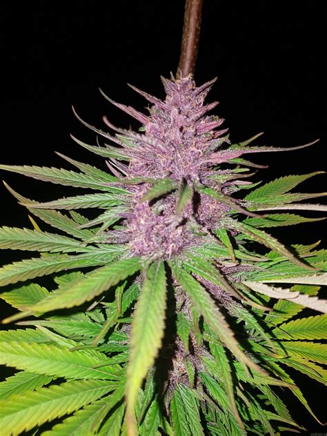 Red is an american christian rock band from nashville, tennessee, formed in 2002. Red Mandarine F1 Fast Version (von Sweet Seeds ...