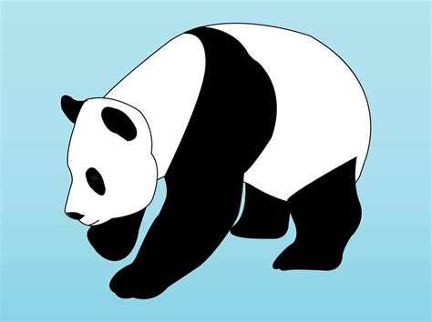Panda Vector Art And Graphics