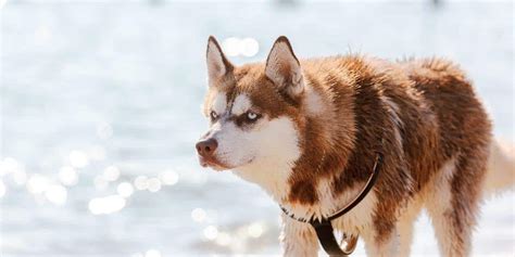 Maybe you would like to learn more about one of these? Red Siberian Huskies