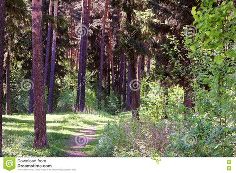 Beautiful Forest With Pine Trees And Path Stock Photo Image Of Plant