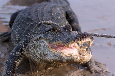 American Alligator Free Stock Photo | FreeImages