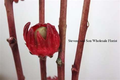 Hibiscus Pods Stevens And Son Wholesale Florist