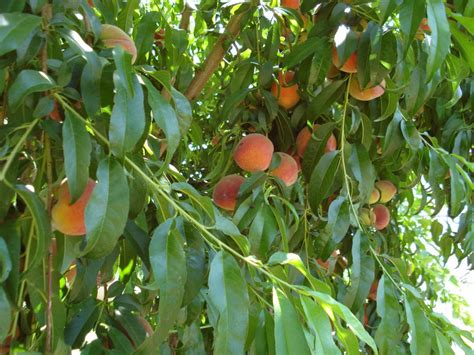 What Should I Do About My Skinny Peach Tree Home Life Health