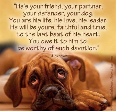 Pin By Angella Fuller On Pawsitive Thoughts Boxer Dogs Dogs Dog Quotes