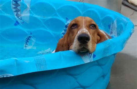 Basset Norman Doesnt Quite Understand The Pool Is Supposed To Have
