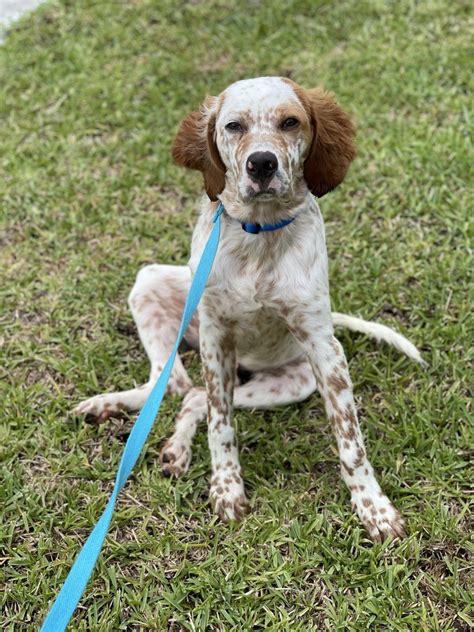 Beloved for their rich mahogany silky coat and their excellence at bird hunting, the irish setter is truly an irish beauty. English Setter Puppies For Sale | Houston, TX #357965