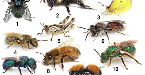 Can You Pick The Bees Out Of This Insect Lineup The New York Times