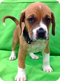 Shelters and rescues in charlotte, north carolina. Mooresville, NC - Beagle/Boxer Mix. Meet Orion (Cosmic Litter), a puppy for adoption. http://www ...