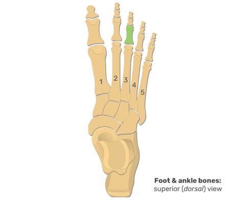 Metatarsal Bones And Foot Phalanges Anatomy And Diagram Getbodysmart