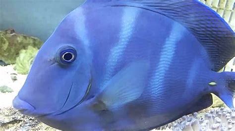 YourFishStore Com Show Size Atlantic Blue Tang YouTube