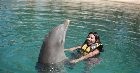 Puerto Plata Ocean World Dolphin Swim Getyourguide