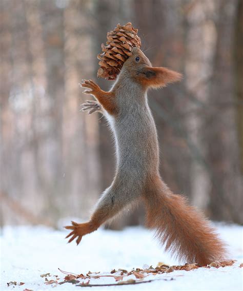 Cutest Squirrel Photos Taken By Vadim Trunov Incredible Snaps