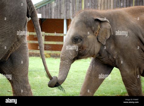 Baby Asian Elephant Walking Behind Holding Its Mother And Holding Her