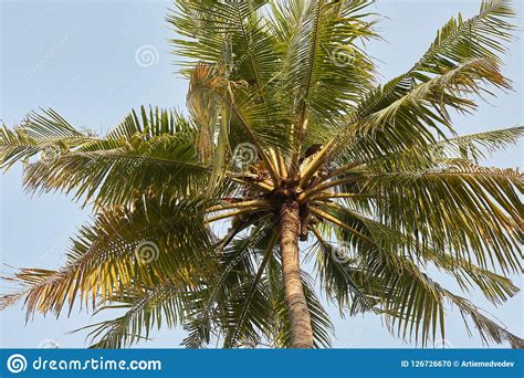 Coconut Palm Trees Perspective View On Exotical Tropical Island Stock