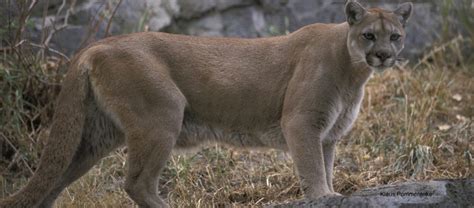 Trophy Hunting Of Cougars May Increase Cougar Human Conflict Study
