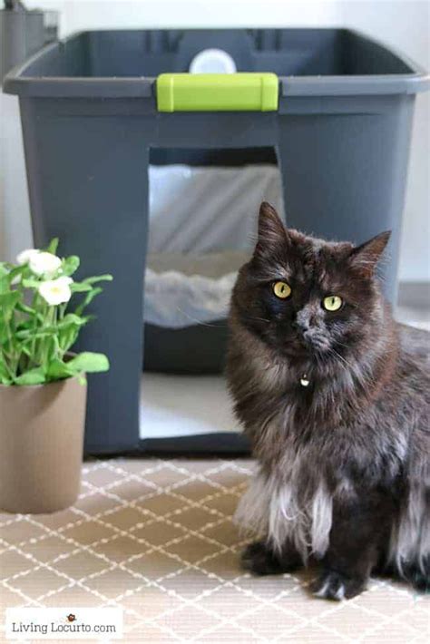 9 litter box benches you should check out. DIY Hidden Kitty Litter Box Ideas | Tidy cat litter, Cat ...