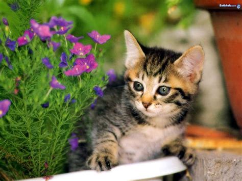Cute Little Kitty Cats Wallpaper 36840395 Fanpop