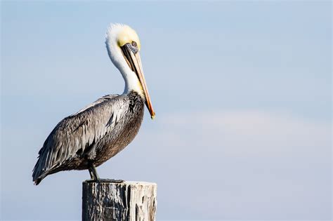 Brown Pelican In Rockport Texas Pictures And Prints