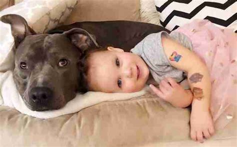 Anyone interested in helping foster baby kittens is welcome to attend a bottle baby forum on april 21, at the arizona humane society's sunnyslope. Rescued Pit Bull Convinces His Mom To Adopt Their Foster ...