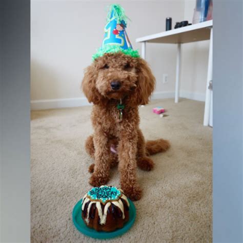 15 Dogs Having The Best Birthday Parties Ever The Dog People By