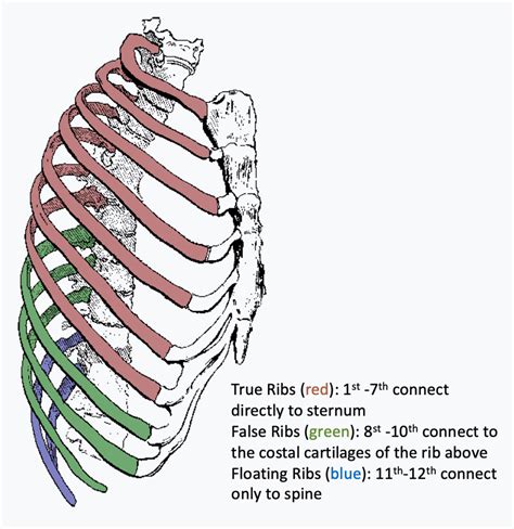 How To Deal With A Broken Rib Structuretext