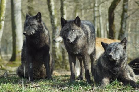 Wolves Exposed To Chernobyl Disaster Have Genetically Modified Immune