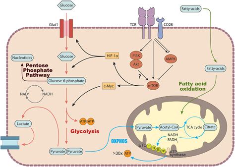 Basic Metabolic Pathways In T Cells In The Cytosol Glucose Is