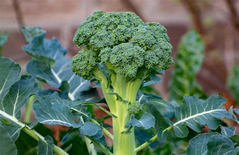 Growth Broccoli Plant Growing Stages