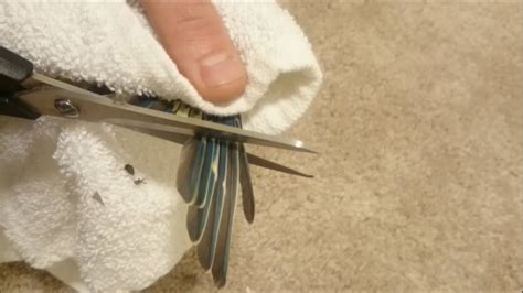 Clipping A Tropical Colored Parakeets Wings Quick And Easy Youtube