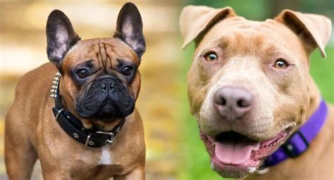 The best way to determine the temperament of a mixed breed is to look up all breeds in the cross and understand that you can get any combination of the characteristics found in either breed. French Bulldog Pitbull Mix - A Mixed Breed With Two Very ...