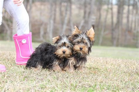 Some people are interested in a very specific breed of dog, cat, puppy or kitten and they think the only way to find that specific breed is to. Red Poppy Pets, Maltipoo Breeder in Crane Hill, Alabama