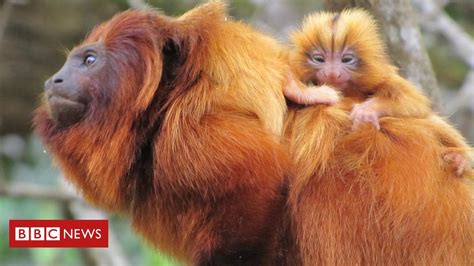 Febre Amarela Pode Acelerar Extinção De Macacos Ameaçados Bbc News Brasil