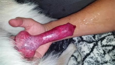 Guy Making His Dog Cum On His Arm