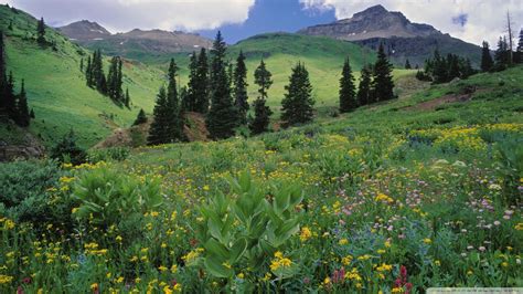 Download Alpine Meadow Of Sneezeweed Colorado Wallpaper 1920x1080