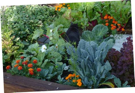 Vegetable Gardening For Beginners The Basics Of Planting Garden