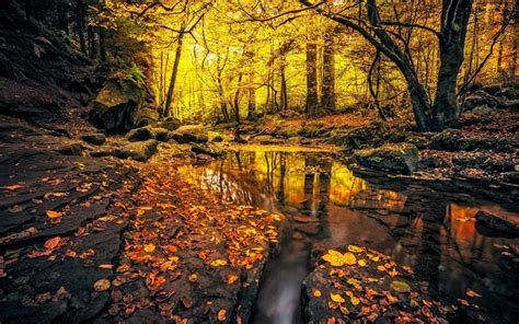 Download Wallpapers Autumn Forest Stream Trees Yellow Leaves For