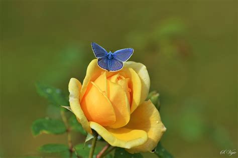Butterfly On Rose By S Vijic