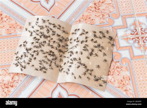 Top View Sticky Fly Tape With Many Flies Trapped On Ceramic Floor Tile