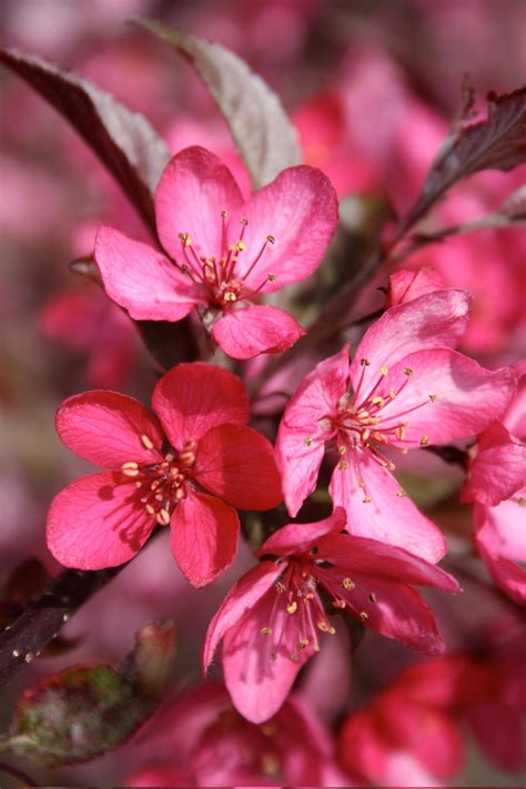 Prairifire Flowering Crabapple For Sale